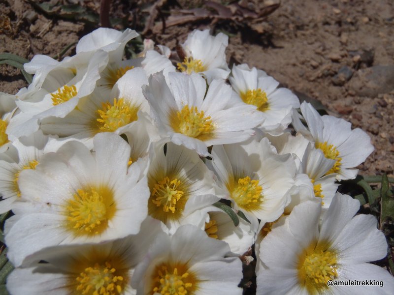 calandrinia affinis in the steppe